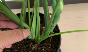 モンステラの株元に集まる葉柄と新しい葉が伸びる部分を確認している様子