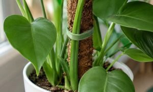 モンステラの茎を支柱にやわらかいテープで固定している様子