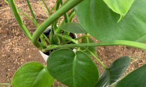鉢植えのモンステラの株元から伸びる茎と緑色の若い葉