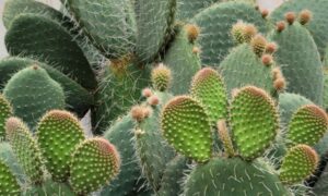 平たい楕円形の茎節が重なって育っているウチワサボテンの様子