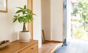 自然光が入る明るい玄関に置かれた鉢植えのパキラ