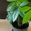 室内で育てている鉢植えのパキラ。太い幹から緑色の葉が広がっている様子