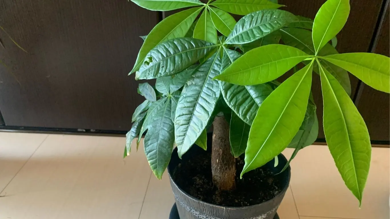 室内で育てている鉢植えのパキラ。太い幹から緑色の葉が広がっている様子