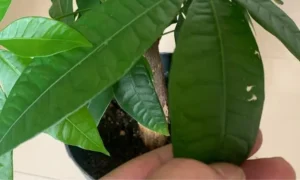 パキラの葉を手に取り傷みや変色の状態を確認している様子