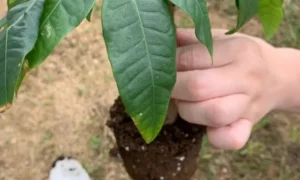 鉢から抜いたパキラの根鉢と根の状態を確認している様子