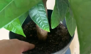 パキラの鉢土を指で触って乾き具合を確認している様子