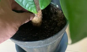 パキラの幹の根元を指で触って硬さや状態を確認する様子