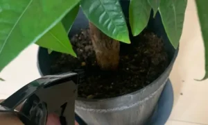 パキラの鉢土に水を与えて水分を管理している様子
