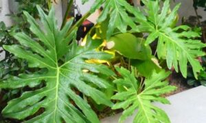 深く切れ込んだ大きな緑色の葉を広げる観葉植物のセローム