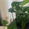 ポトスの育て方と水やり・置き場所・増やし方を解説するアイキャッチ画像