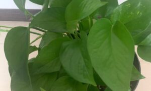 緑色の葉が元気に茂っている鉢植えのポトス