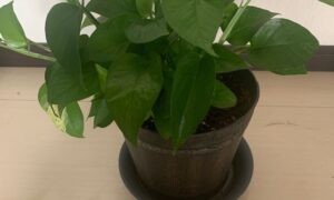 鉢植えのポトス全体と葉が広がって育っている様子