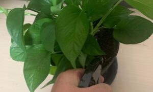 鉢植えのポトスの株元と葉の茂りを確認している様子