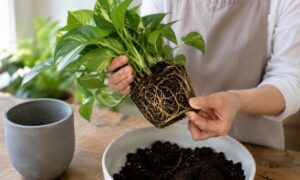 植え替え時に鉢から抜いたポトスの根鉢と根の状態を確認している様子