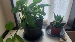 室内の窓辺で育てているポトスと斑入りサンスベリア