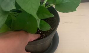 ポトスの鉢土に指を入れて土の乾き具合を確認している様子