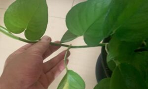 ポトスのつるを手で持ち茎と節の状態を確認している様子
