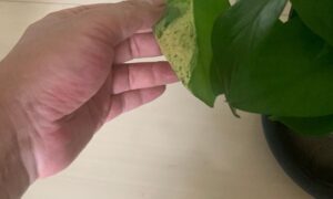 斑が入ったポトスの葉を手で持ち葉色を確認している様子