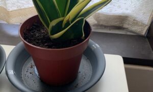 鉢植えのサンスベリアを室内の窓辺で育てている様子