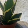 窓辺で育てている鉢植えのサンスベリア。黄色い縁取りのある緑色の葉が立ち上がっている様子