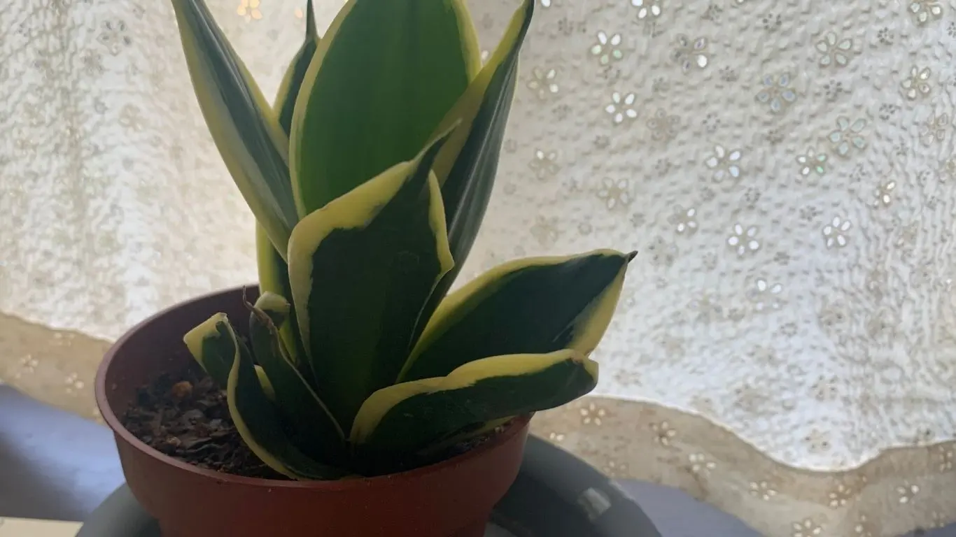 窓辺で育てている鉢植えのサンスベリア。黄色い縁取りのある緑色の葉が立ち上がっている様子