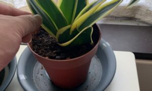 サンスベリアの葉と株元の状態を手で確認している様子