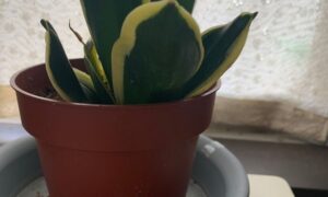 鉢植えのサンスベリアの株元と葉の状態を横から確認した様子