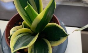 サンスベリアの株元から新しい葉が伸びている様子