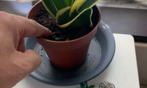 サンスベリアの水やり前に指で土の乾き具合を確認している様子