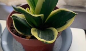 黄色い斑が入ったサンスベリアの葉と株全体の様子