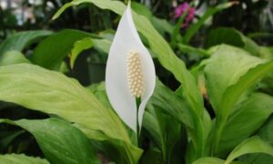 白い苞と幅広い緑色の葉を広げる観葉植物のスパティフィラム