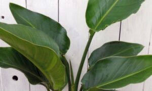 大きく幅広い緑色の葉を広げる観葉植物のオーガスタ