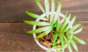 鉢植えのテーブルヤシに細長い緑色の葉が広がっている様子