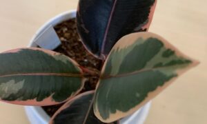 緑とピンクの斑が入った斑入りゴムの木の葉