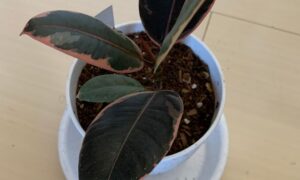 ピンクと緑の斑入り葉が特徴的な鉢植えのゴムの木