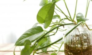ハート形の葉を伸ばすつる性観葉植物をガラス容器で水栽培している様子