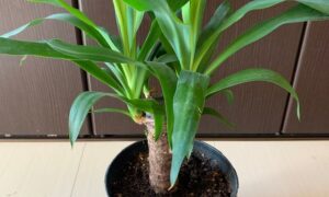 室内の鉢で育てているユッカの幹と緑色の葉