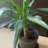 室内で育てている鉢植えのユッカ。太い幹から細長い緑色の葉が伸びている様子