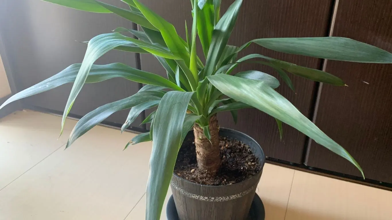 室内で育てている鉢植えのユッカ。太い幹から細長い緑色の葉が伸びている様子