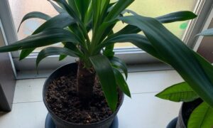 室内の窓際の明るい場所に置かれた鉢植えのユッカ