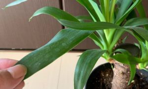 ユッカの葉を手で持って葉の表面や状態を確認している様子