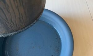 ユッカの鉢の下にある受け皿に残った水や汚れの様子