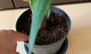 鉢植えのユッカの株元と土の状態を確認している様子