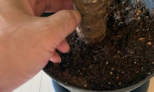 ユッカの幹の根元を手で触って株元の状態を確認している様子