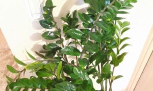光沢のある濃い緑色の葉が茂るザミオクルカスの様子