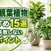 モンステラやストレリチアなど大型観葉植物おすすめ15選と室内での選び方