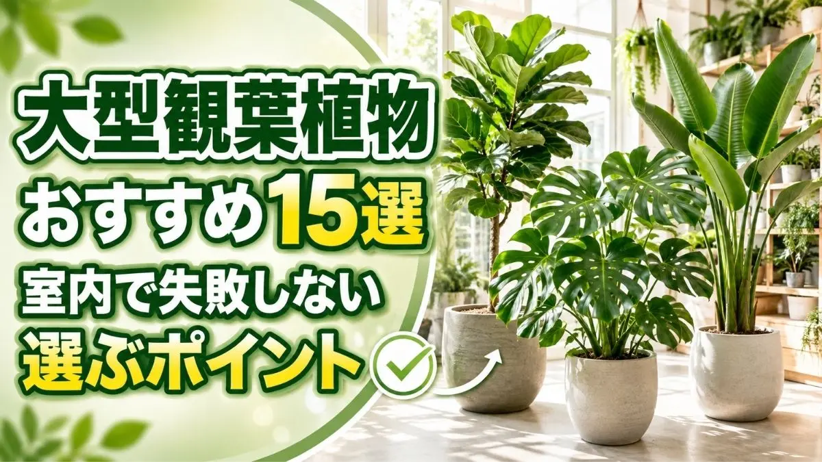 モンステラやストレリチアなど大型観葉植物おすすめ15選と室内での選び方