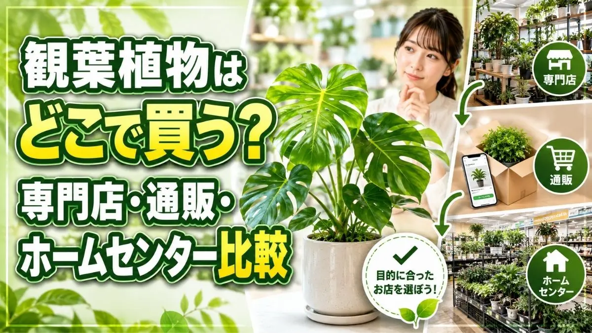 観葉植物はどこで買う？専門店・通販・ホームセンターの購入先を比較