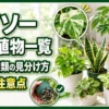ダイソー観葉植物の種類とレアな株の見分け方、購入時の根の確認ポイントを紹介する画像