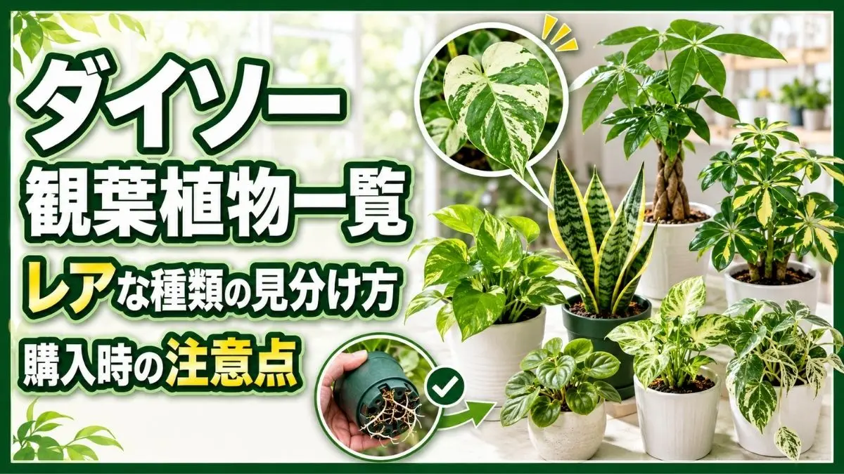 ダイソー観葉植物の種類とレアな株の見分け方、購入時の根の確認ポイントを紹介する画像